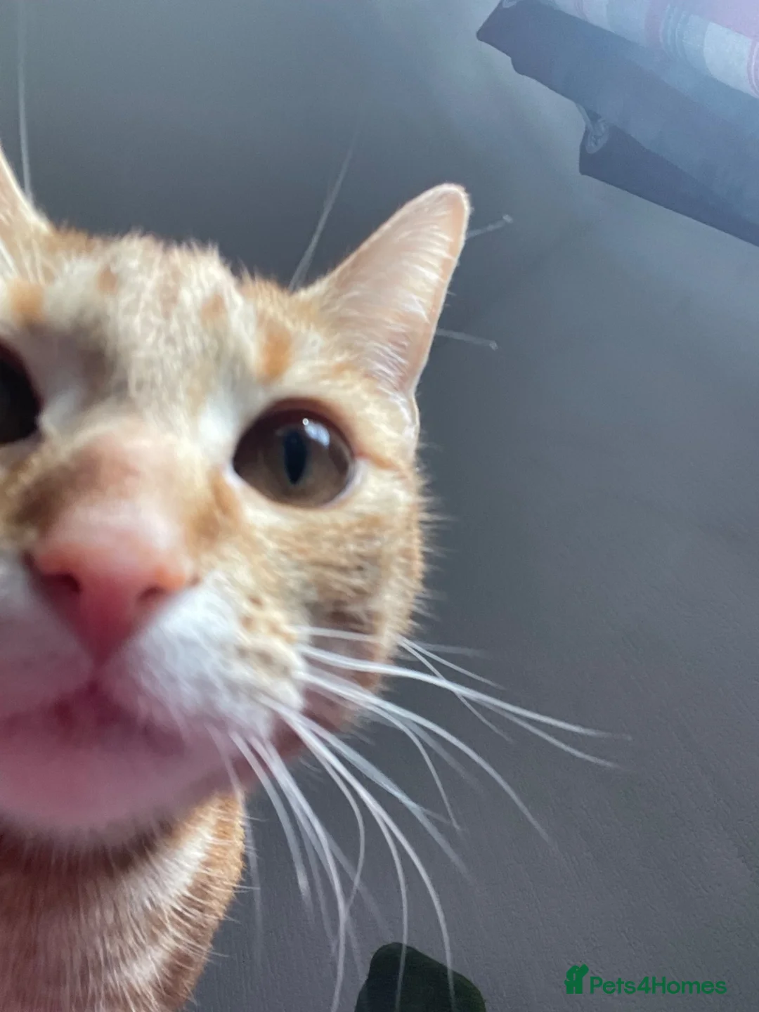 American Shorthair cats for sale: female cat in Manchester - Advert 7