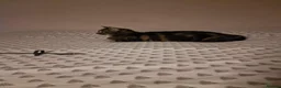 Mixed Breed cats for sale: Miss Ciara - Advert 9