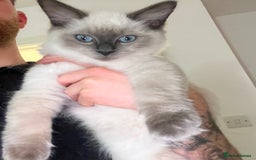 Ragdoll cats for sale: Ragdoll kitten - Image 3
