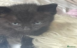 Ragdoll cats for sale: Ragdoll x - Image 2