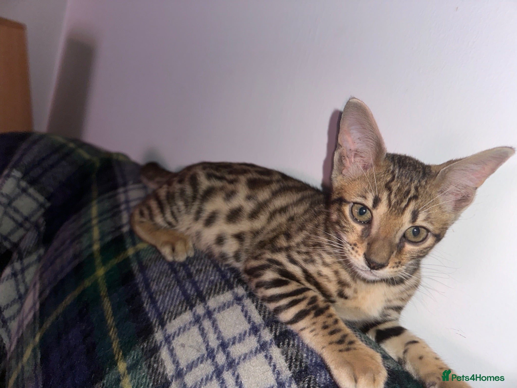 Bengal cats   Beautiful Rare Bengal dominant × Savannah Cross  - Advert 2