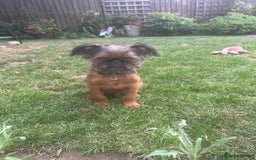 Griffon Bruxellois dogs for sale: Wolfy - Image 6