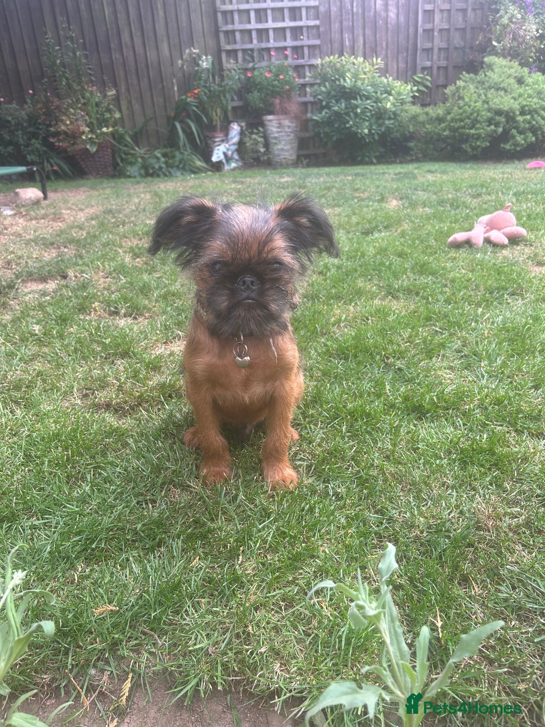 Griffon Bruxellois dogs for sale: Wolfy - Image 6