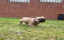 French Bulldog dogs for sale: KC HEALTH TESTED STANDARD FRENCH BULLDOG PUPS - Image 13