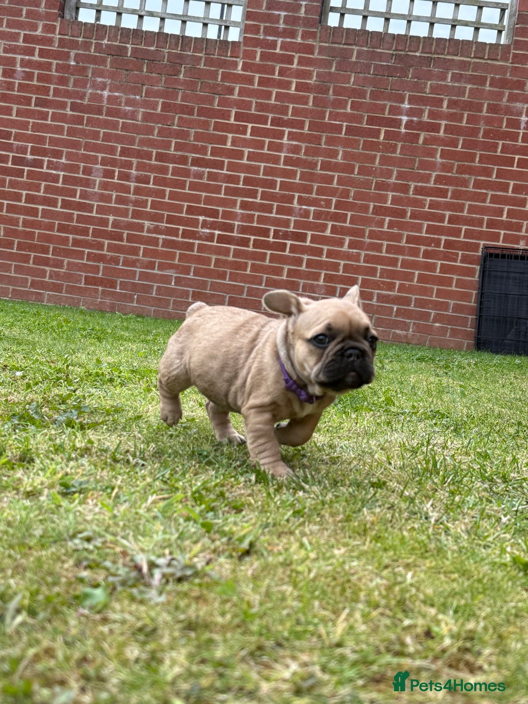 French Bulldog dogs for sale: KC HEALTH TESTED STANDARD FRENCH BULLDOG PUPS - Image 13