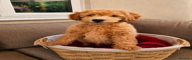 ❤️  ANGUS Miniature Goldendoodle 2