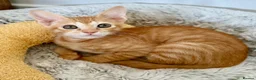 Arabian Mau cats for adoption: Two Male Rescue Kittens for Adoption Together in Carshalton - Advert 2