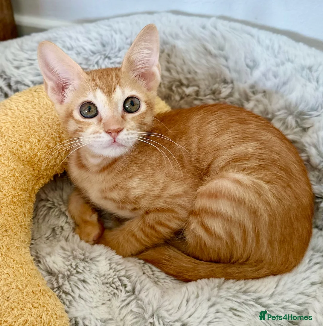 Arabian Mau cats for adoption: Two Male Rescue Kittens for Adoption Together in Carshalton - Advert 2