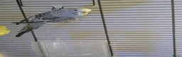 Budgerigars birds for sale: Three 8 month old budgies in Shipley - Advert 11