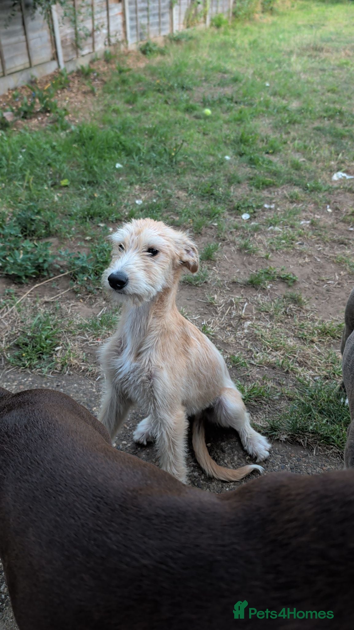 Mixed Breed dogs Petey  - Advert 1