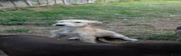 Mixed Breed dogs for sale: Petey  - Advert 1