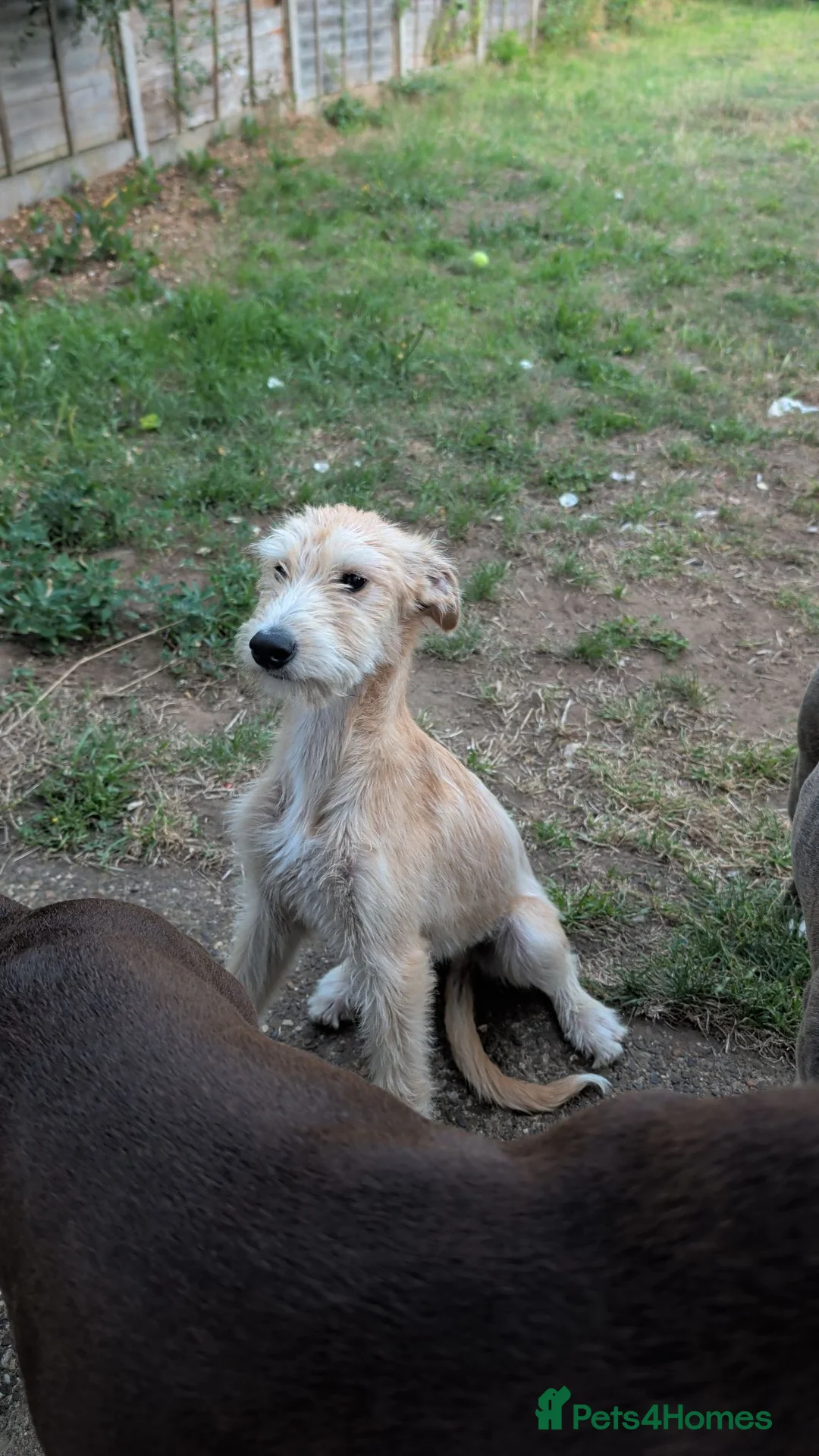 Mixed Breed dogs for sale: Petey  - Advert 1