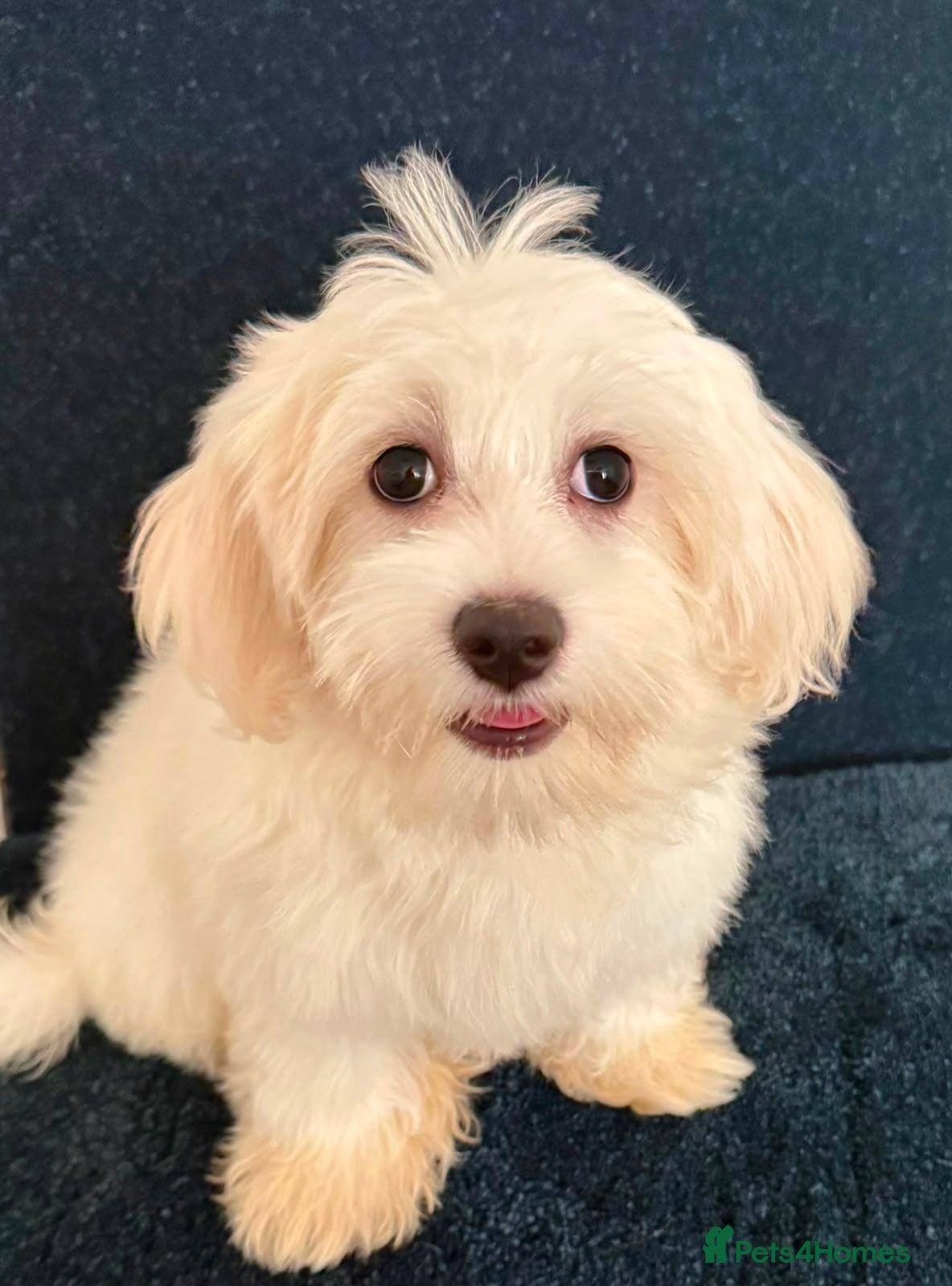 Maltipoo dogs Quality F1 Maltipoo puppy ready! - Advert 6