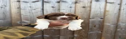 English Springer Spaniel dogs for sale: English springer spaniels puppies  - Advert 7