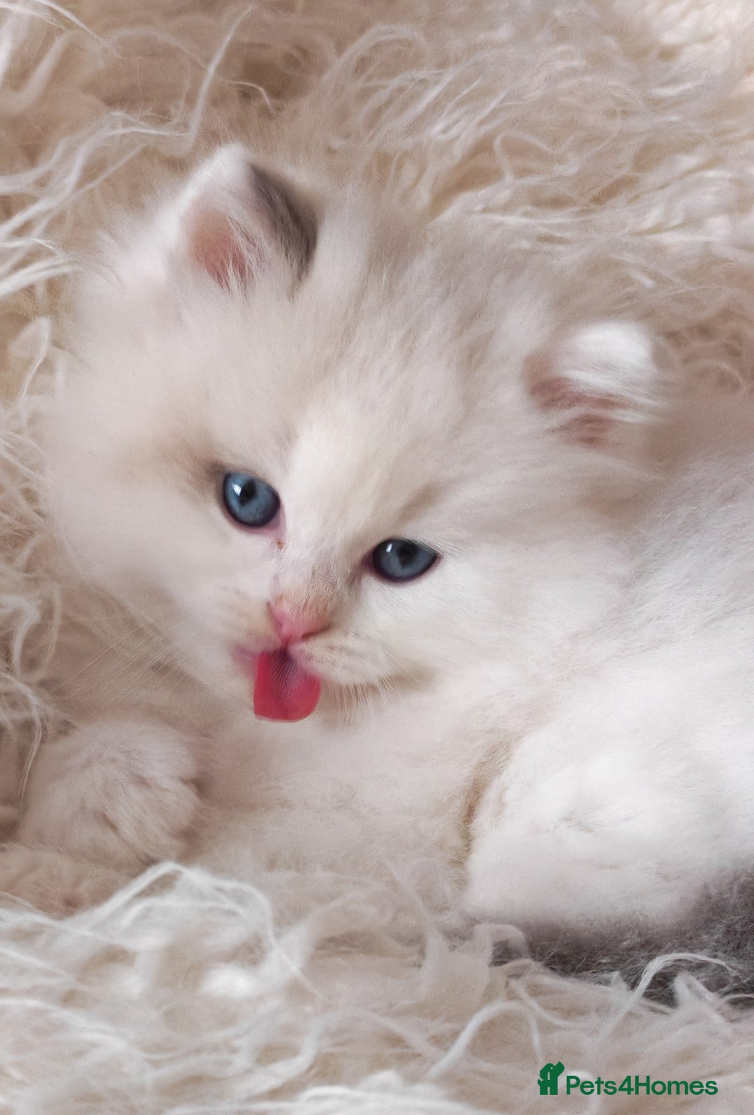 Ragdoll cats for sale: GCCF REGISTER KITTENS  - Advert 20
