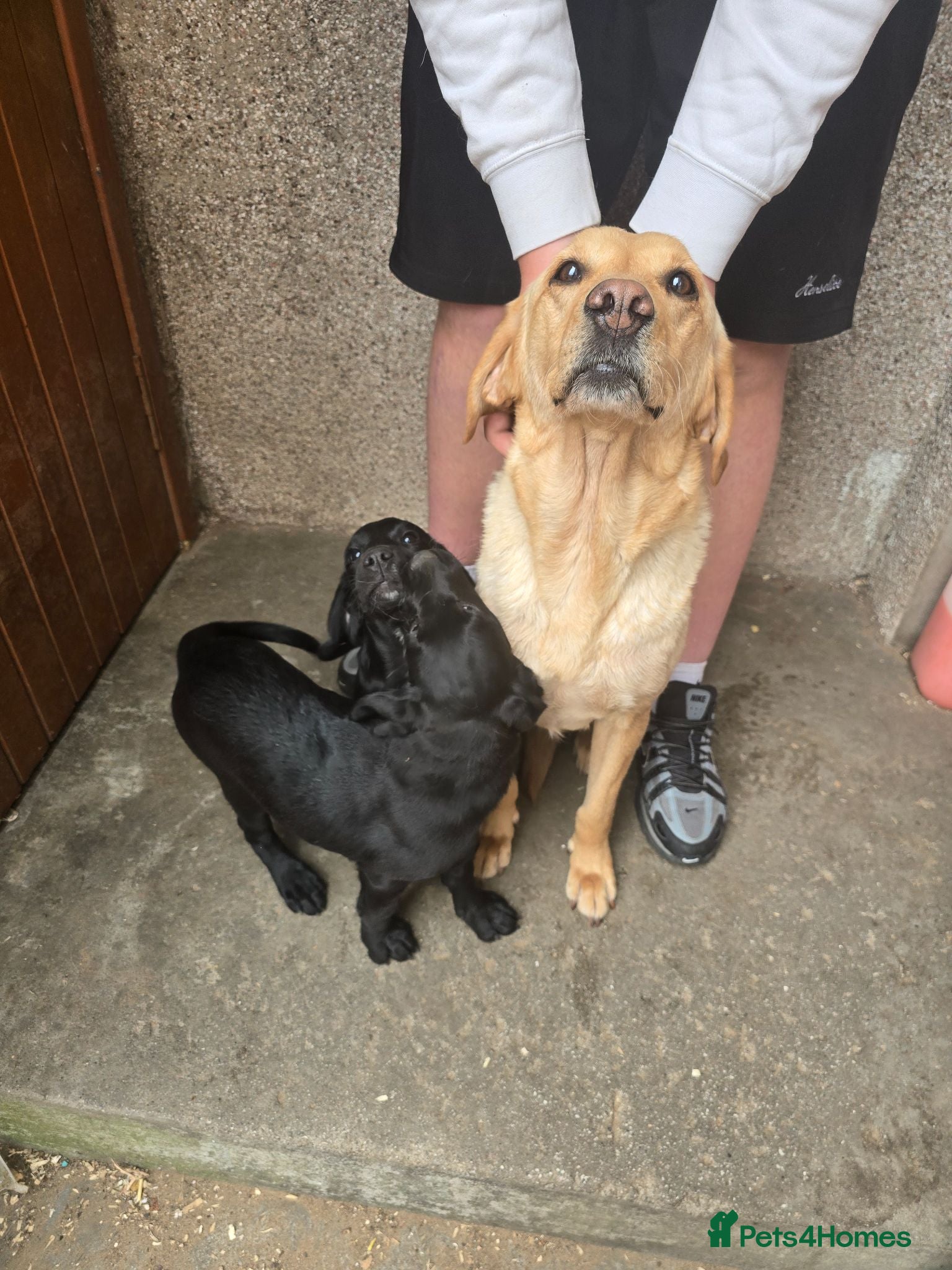 Cockerdor dogs Gorgeous Cockerdor Pups - Advert 6