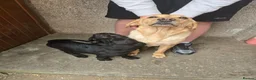 Cockerdor dogs for sale: Gorgeous Cockerdor Pups - Advert 1