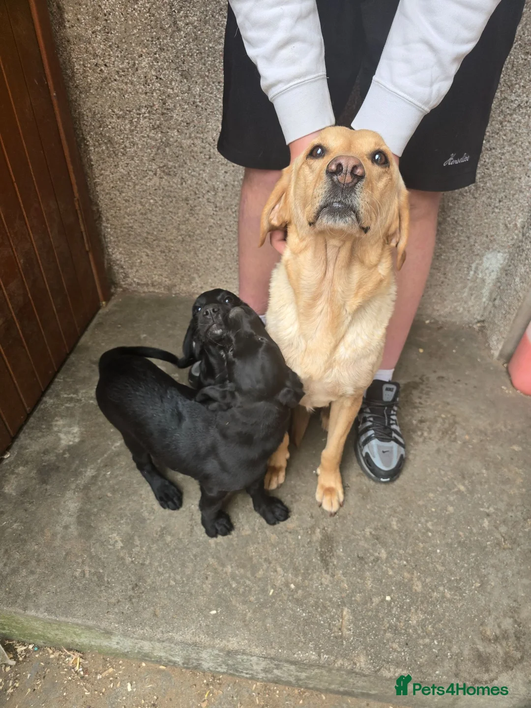 Cockerdor dogs for sale: Gorgeous Cockerdor Pups - Advert 1