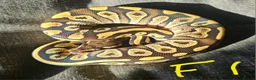 Python Snake reptiles for sale: CB25 Royal python hatchlings - Advert 4