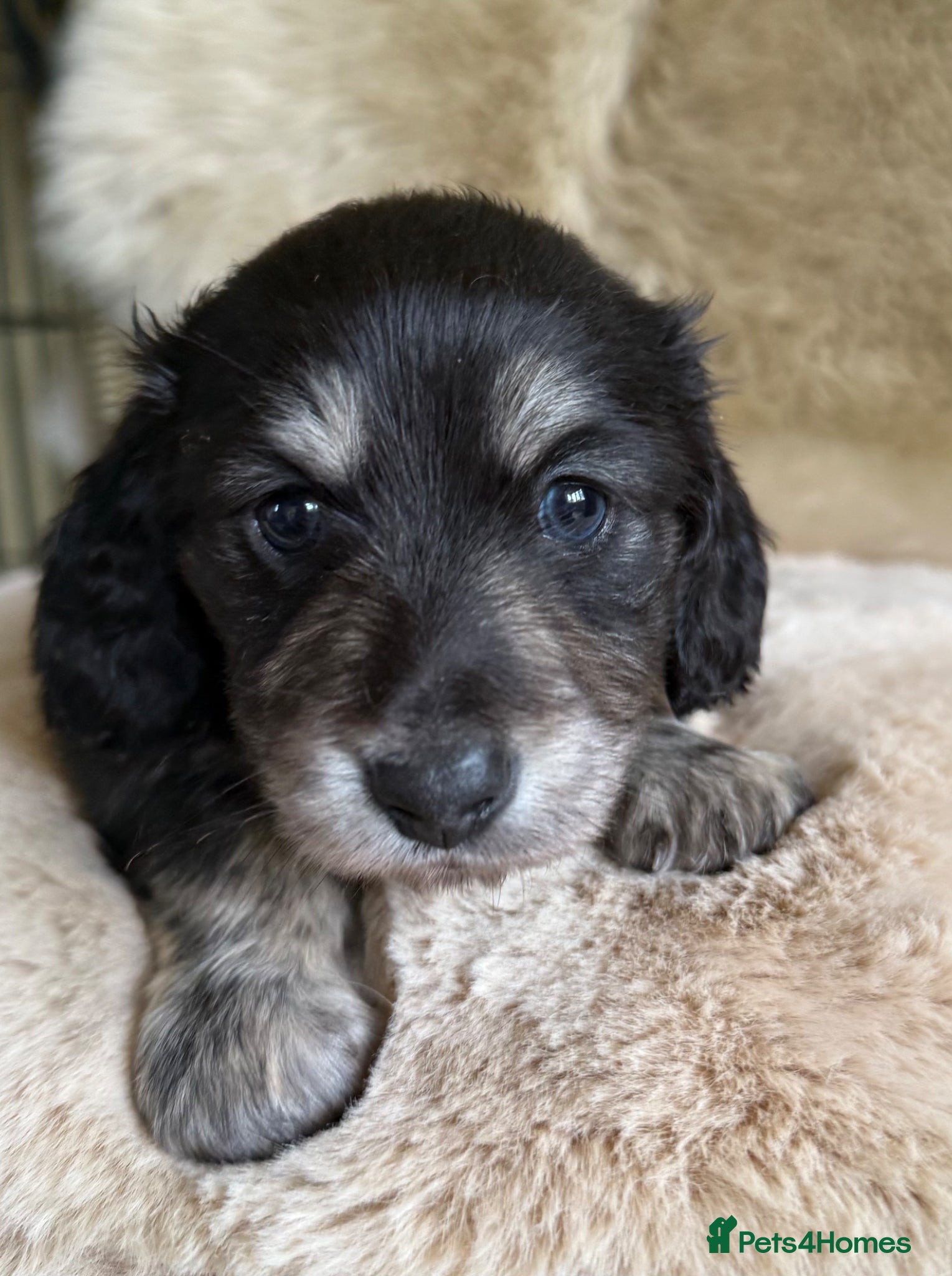 Miniature Dachshund dogs KC registered miniature long haired  - Advert 1