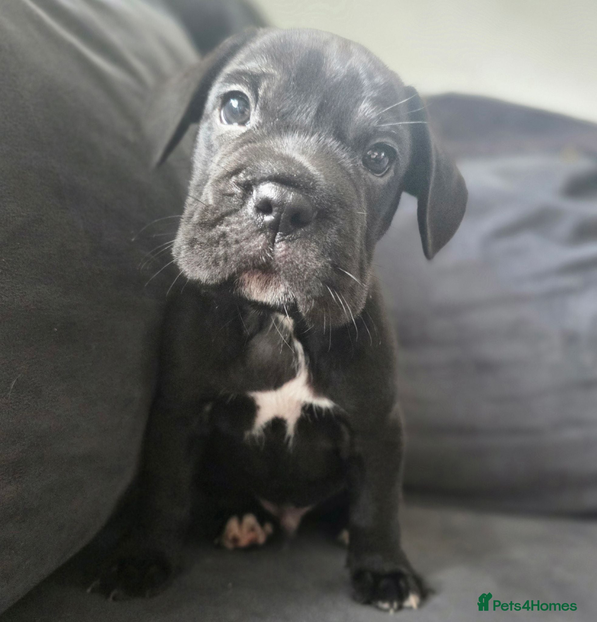 Mixed Breed dogs 4 CHUNKY FRENCH LABS READY 1ST SEPTEMBER! - Advert 16