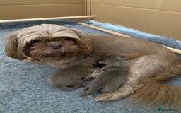 Shih Tzu dogs for sale: BLUE CARRING CHOC/LILAC IMPERIAL BOYS - Image 9
