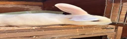 English Lop rabbits for sale: Male white British lop 1 year old.  - Advert 4