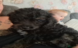 Jackapoo dogs for sale: Jackapoo Puppy  - Image 2