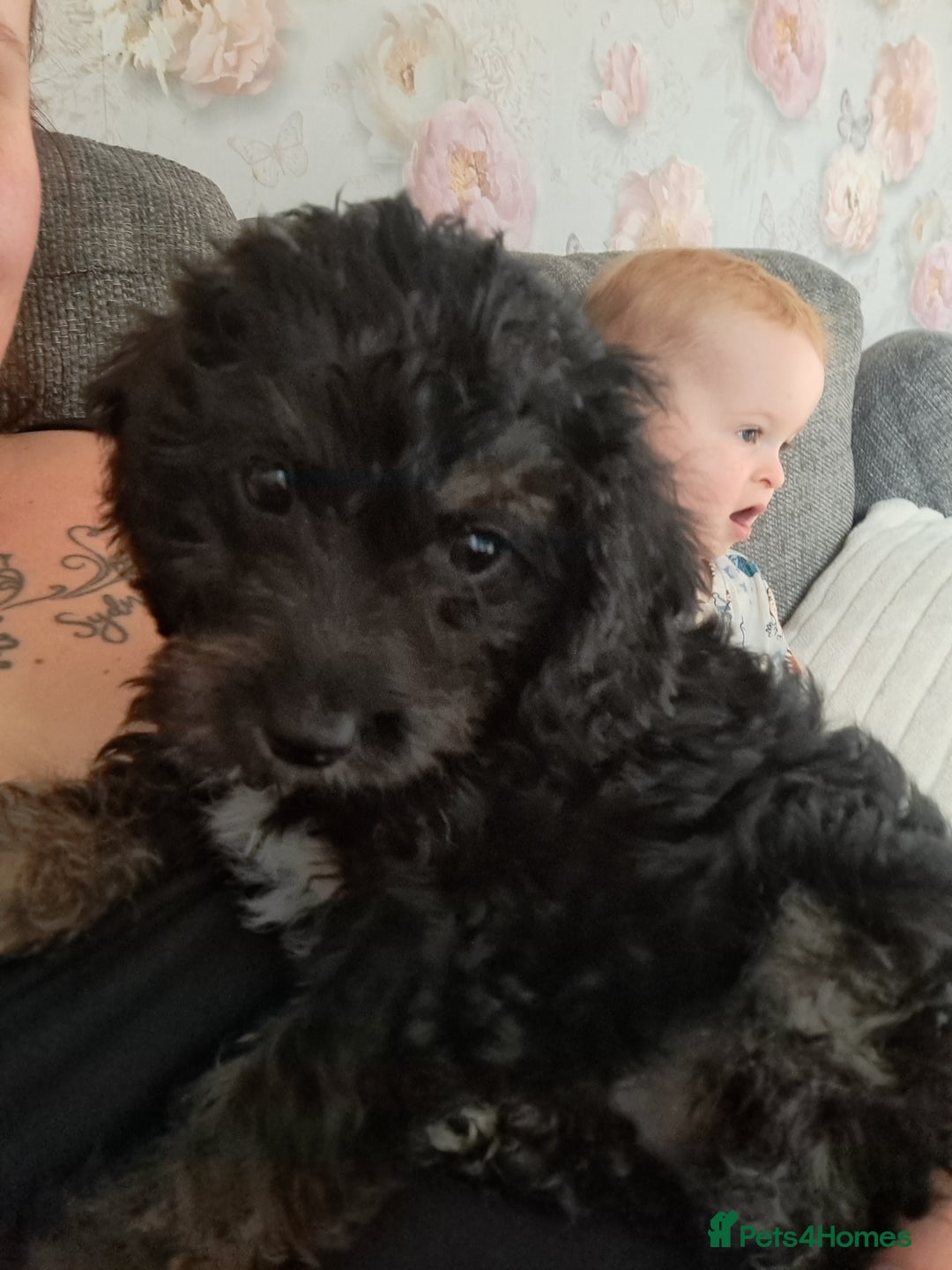 Jackapoo dogs for sale: Jackapoo Puppy  - Image 2