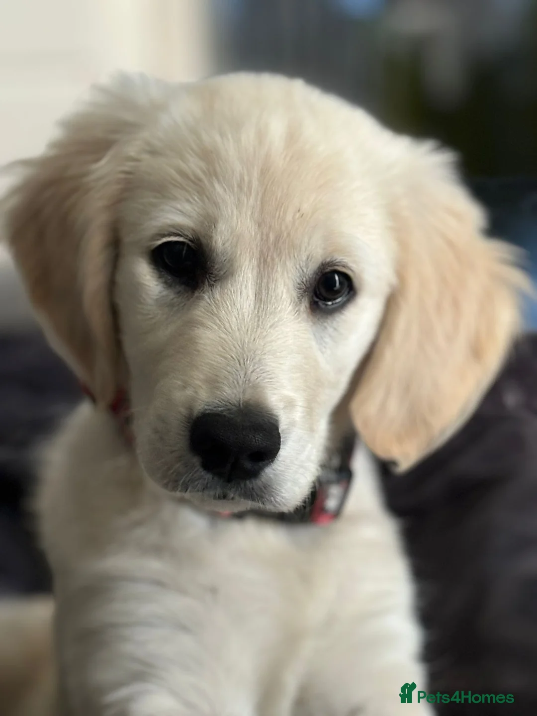 Golden Retriever dogs for sale: Amber is pregnant! - Advert 6