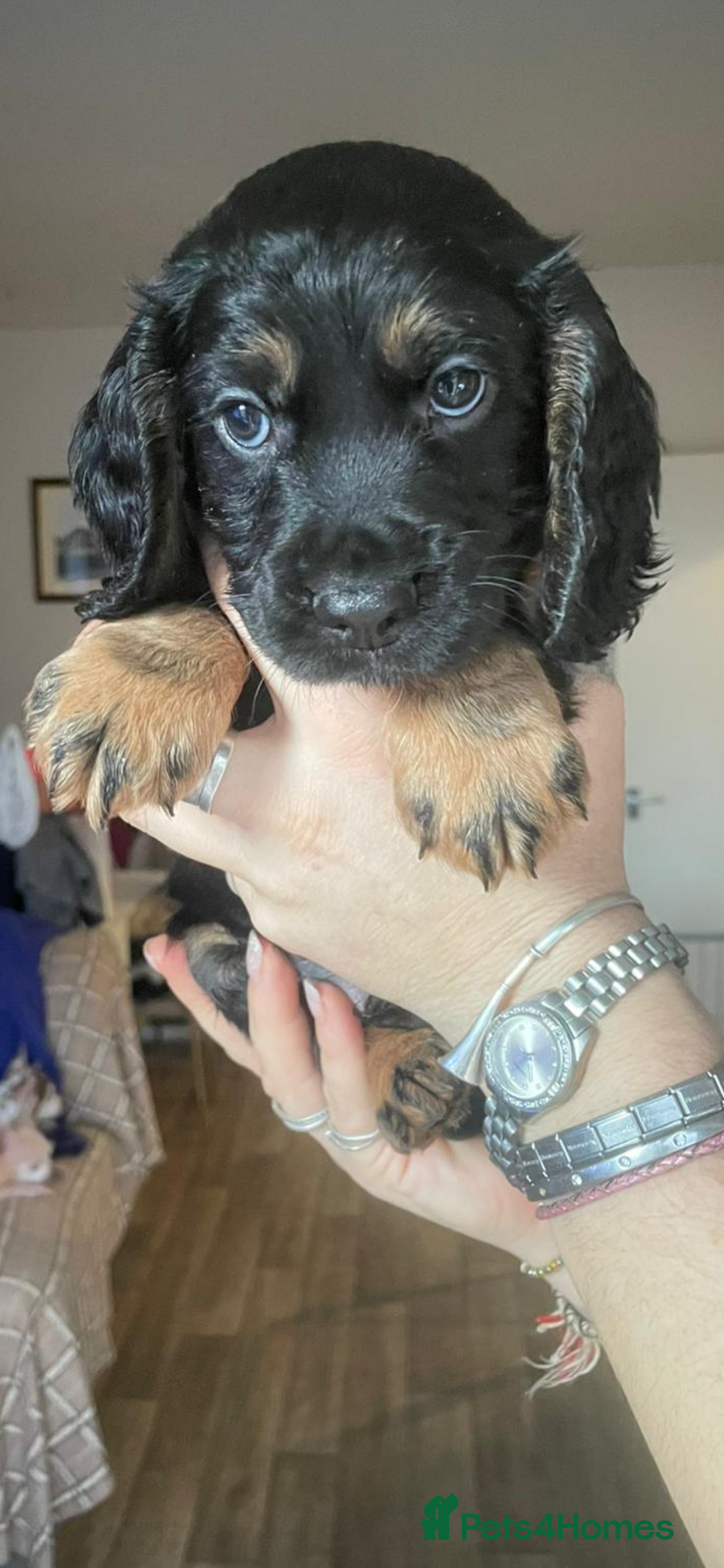 Cocker Spaniel dogs for sale: Beautiful kc registered working cocker spaniels - Advert 13