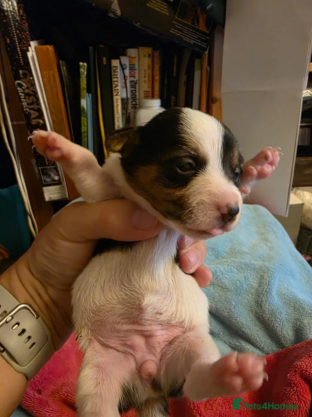 Jack Russell dogs for stud: Rusty stunning Jack Russell available for Stud in Sheffield - Advert 11