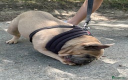 French Bulldog dogs for sale: French bulldog girl for rehome - Advert 9