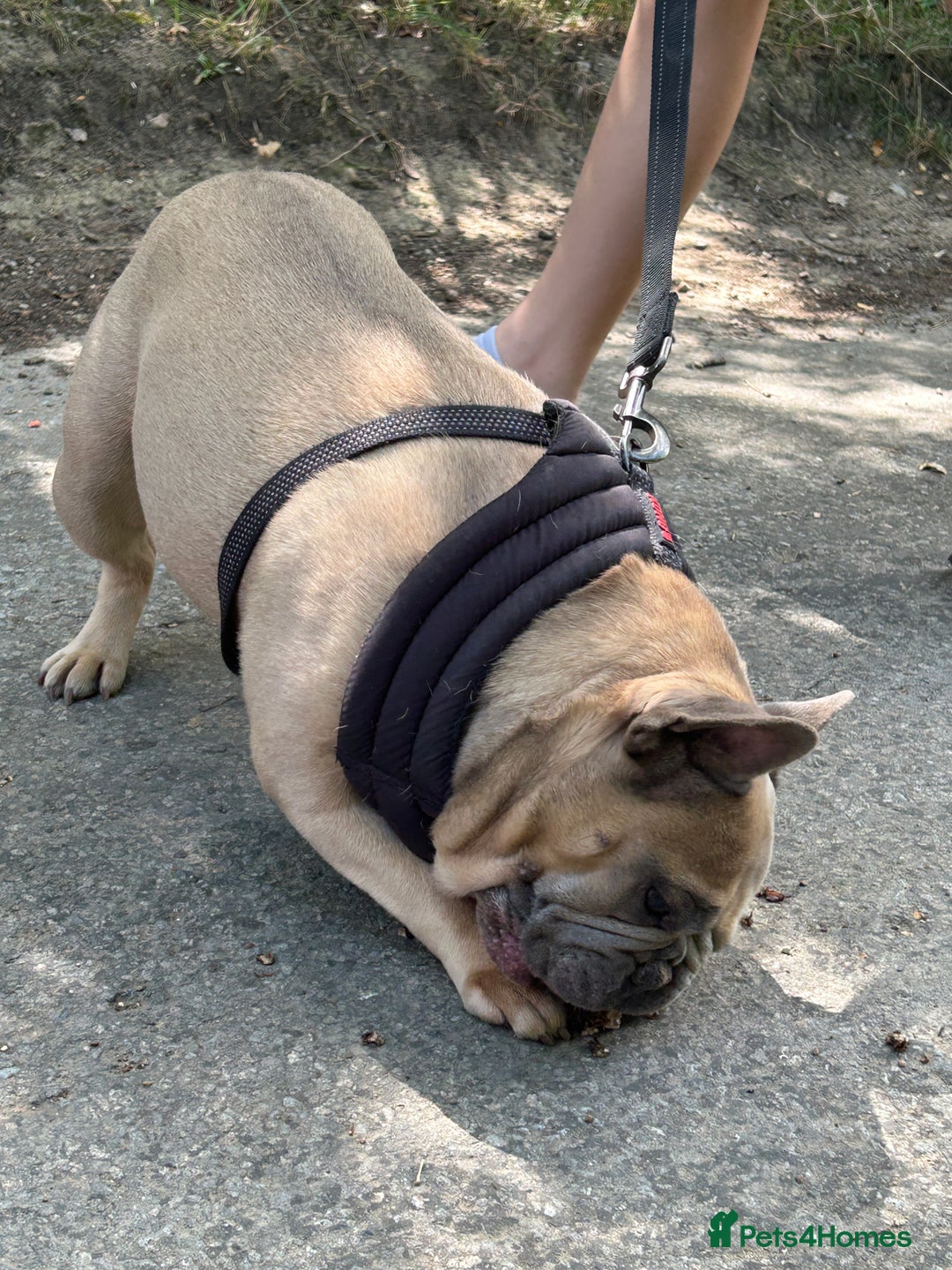 French Bulldog dogs for sale: French bulldog girl for rehome - Advert 9