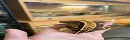 Gecko reptiles for sale: Crested geckos  - Advert 2