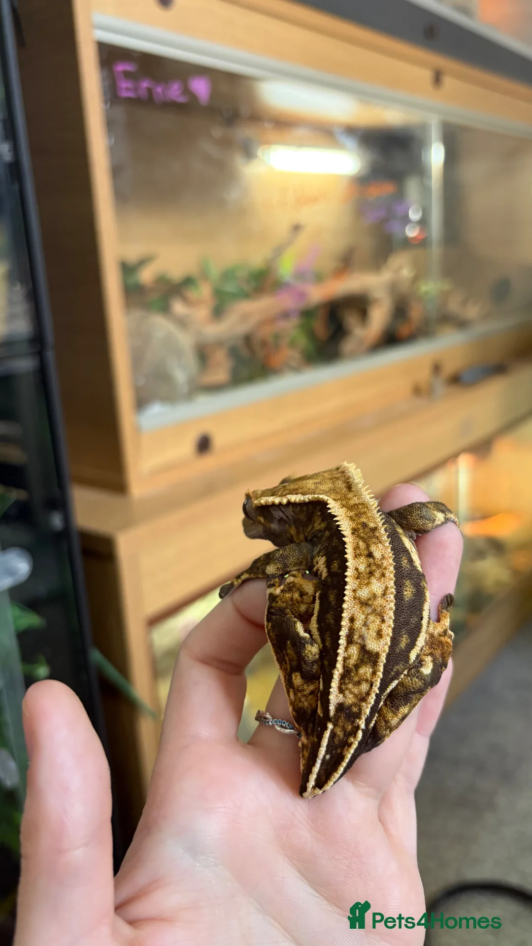 Gecko reptiles for sale: Crested geckos  - Advert 2
