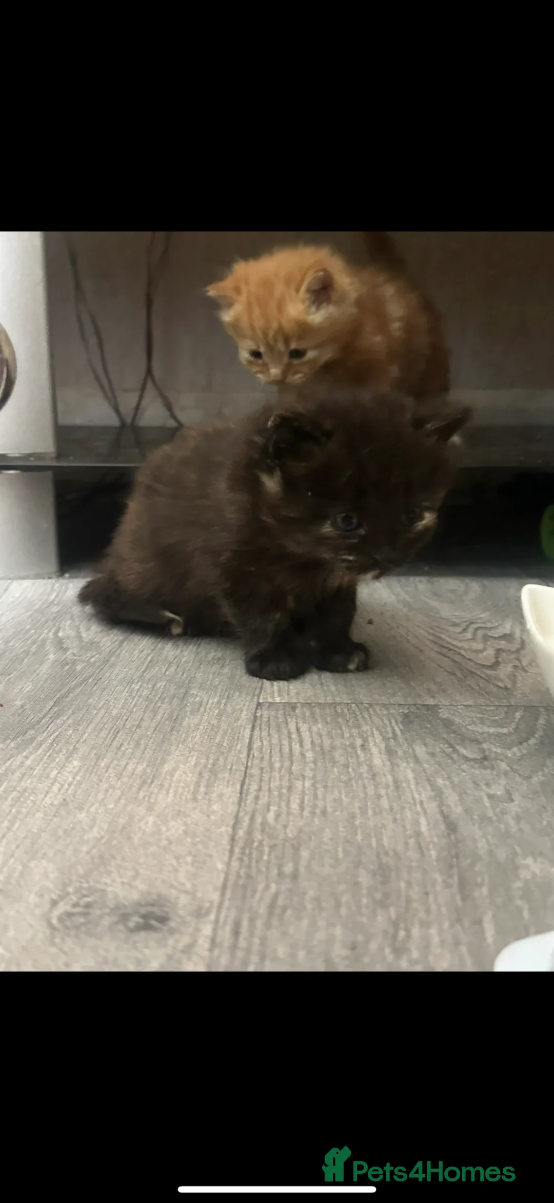 Norwegian Forest Cat cats for sale: Kittens for sale - Advert 16