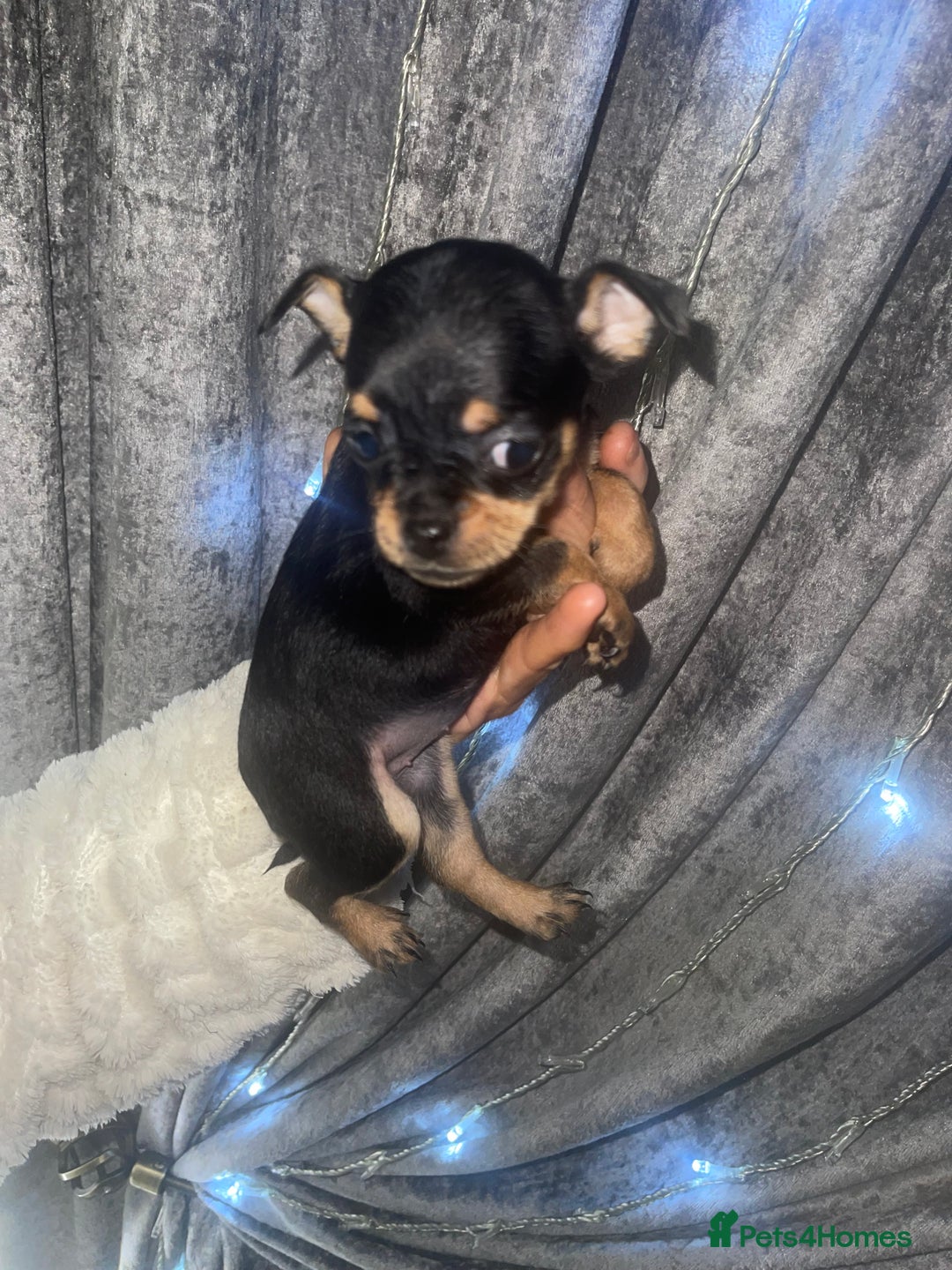 Mixed Breed dogs for sale: Jackapoo/French bulldog  - Advert 7