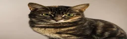 Mixed Breed cats for sale: Overlooked Rescue cats- 6m- 6 years🤎 - Advert 5