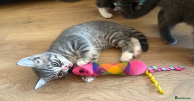 British Shorthair cats - Advert 14