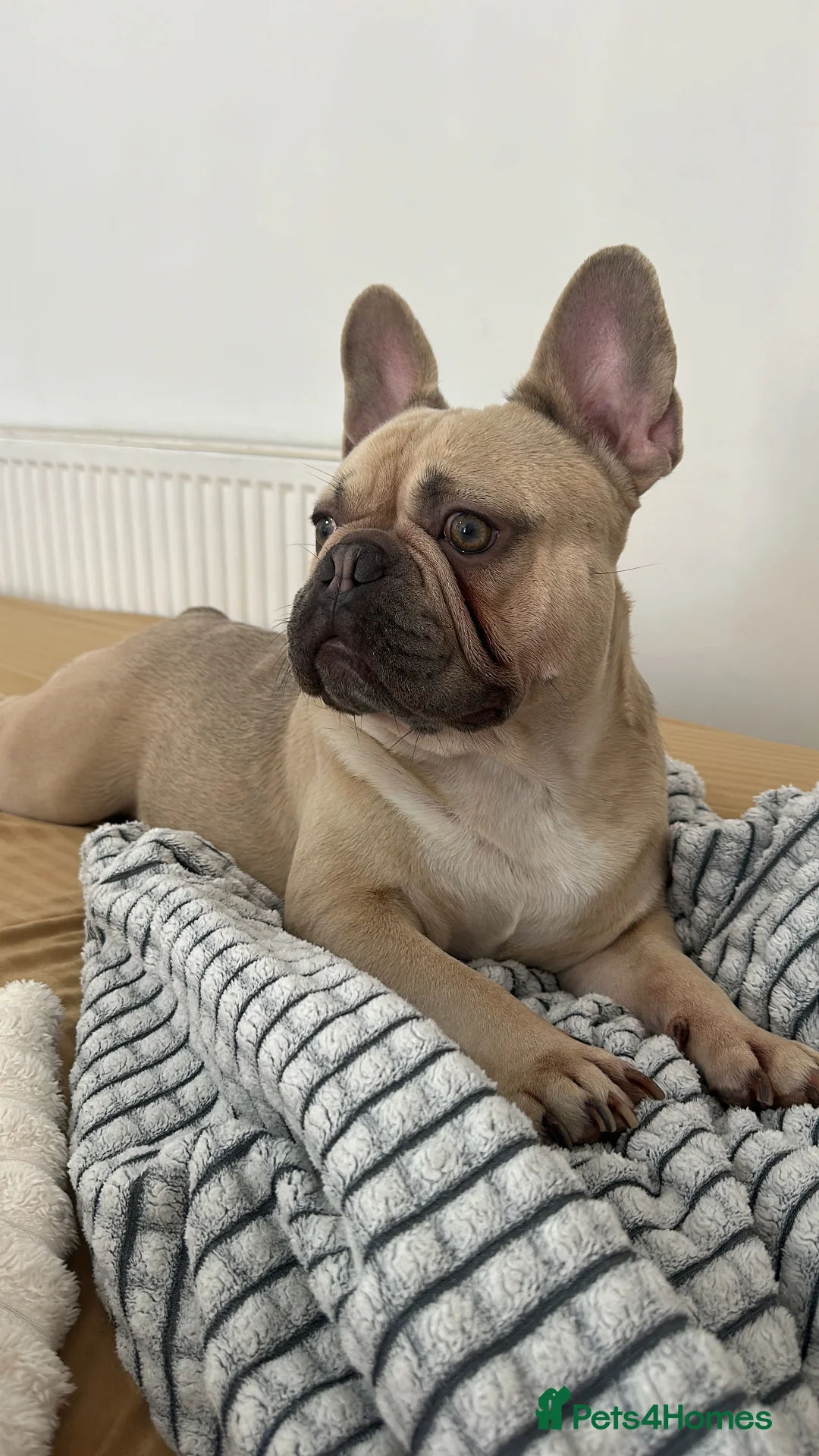 French Bulldog dogs for sale: French bulldog - Advert 1