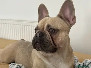 French Bulldog dogs French bulldog - Advert 6