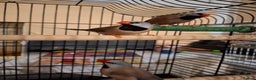 Finches birds for sale: Australian Black head finches  - Advert 1