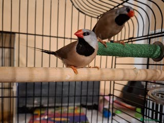 Finches birds Australian Black head finches - Advert 18