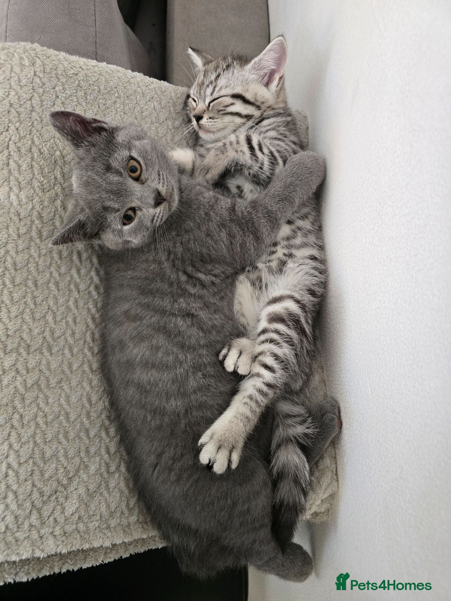 Scottish Fold cats SCOTTISH FOLD/STRAIGHT KITTENS  😸  - Advert 2