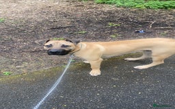 Presa Canario dogs for sale: Remo puppy - Image 3