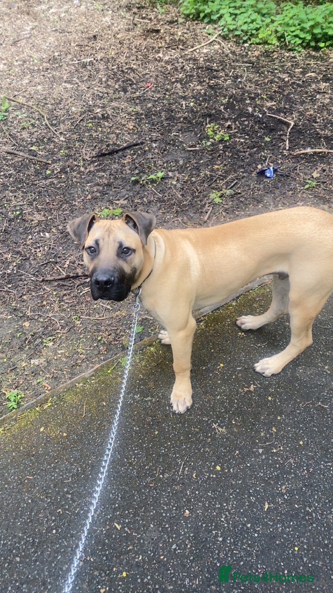 Presa Canario dogs for sale: Remo puppy - Image 3