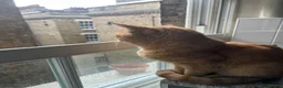 Mixed Breed cats for sale: Tiger  in London - Advert 3