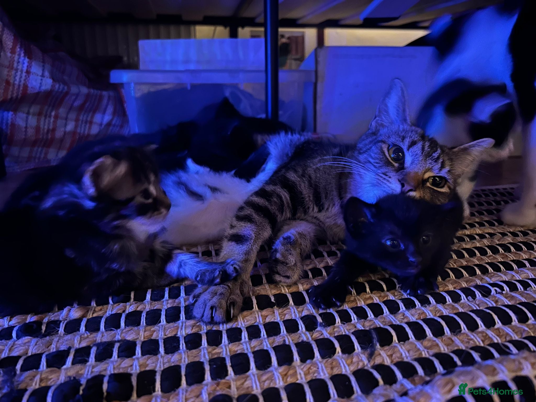 Mixed Breed cats Soft, Sweet, and Full of Fun…. - Advert 18