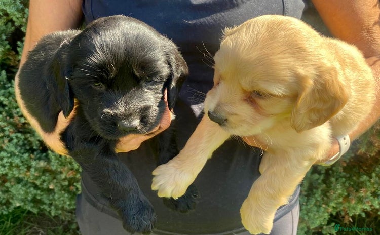 Cockerdor dogs - Advert 1
